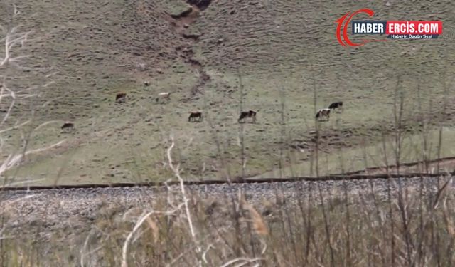 Van'da yol kavgası: 13 yaralı