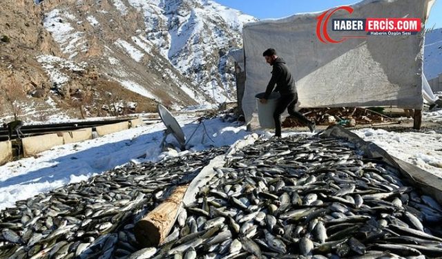 Van'da HES yüzünden tonlarca balık öldü