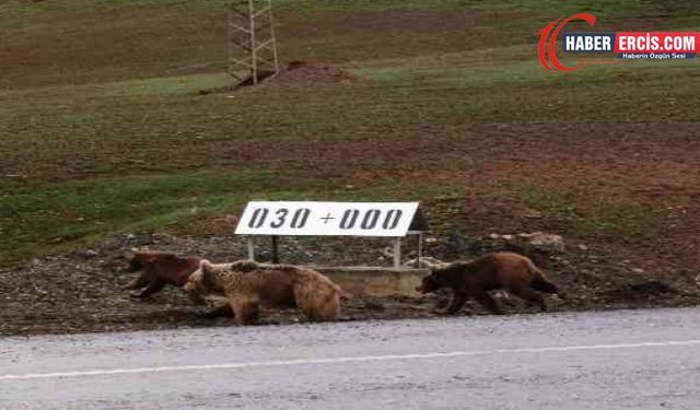 Çaldıran'da kış uykusundan uyanan ayılar yola indi