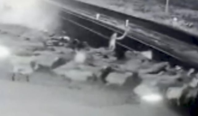 Erciş'te kamyonetin çarptığı sürüdeki 37 koyun telef oldu