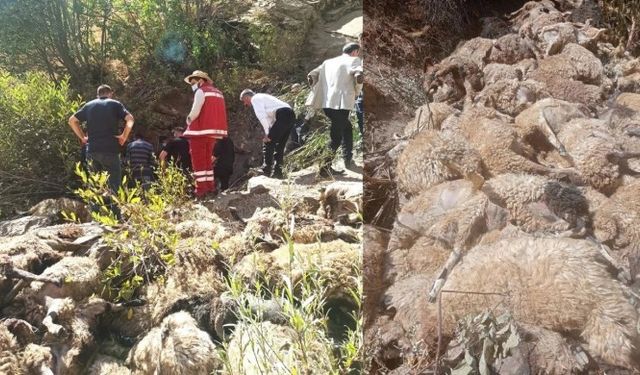 Van Çatak’ta 334 koyun kayalıklardan düşerek öldü