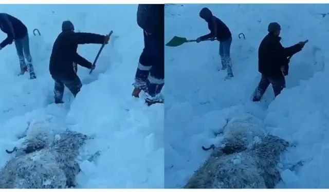 Gürpınar’da çığ felaketi: Onlarca hayvan telef oldu