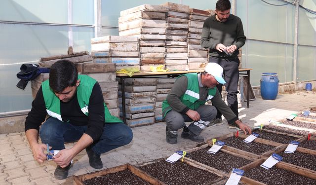 Edremit Belediyesi yüzlerce süs bitkisi ve çiçek tohumunu toprakla buluşturdu
