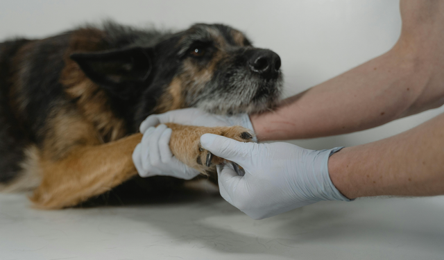 Nöbetçi Veteriner İstanbul: Travmada İlk Yardım Adımları