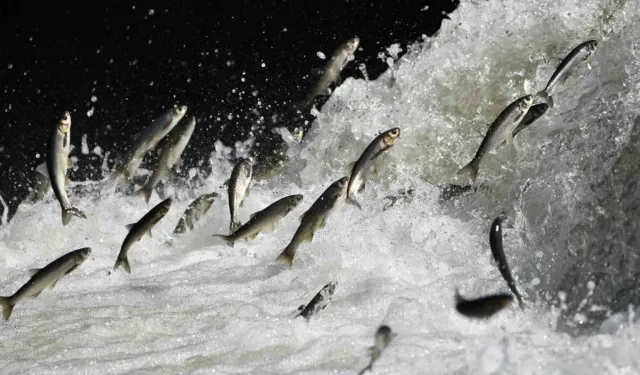 İnci kefalinin zorlu göçü başlıyor: Uzmanlardan kritik uyarı