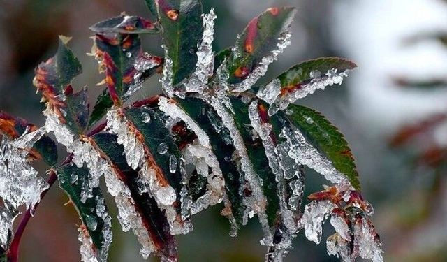 Tarım ve Orman Bakanlığı’ndan üreticilere uyarı: Olumsuz hava koşullarına karşı tedbir alın