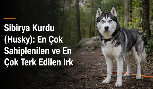 Sibirya Kurdu (Husky): En Çok Sahiplenilen ve En Çok Terk Edilen Irk