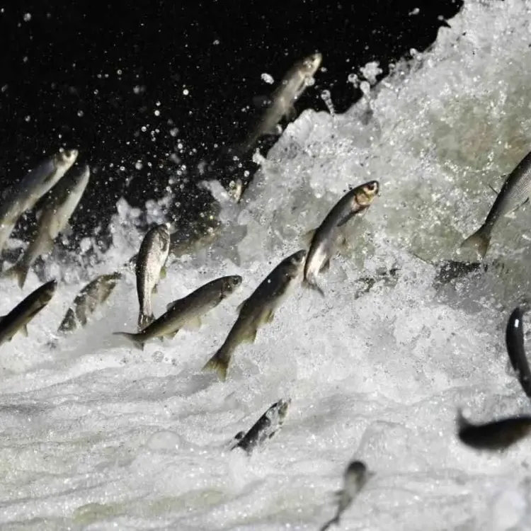 İnci kefalinin zorlu göçü başlıyor: Uzmanlardan kritik uyarı