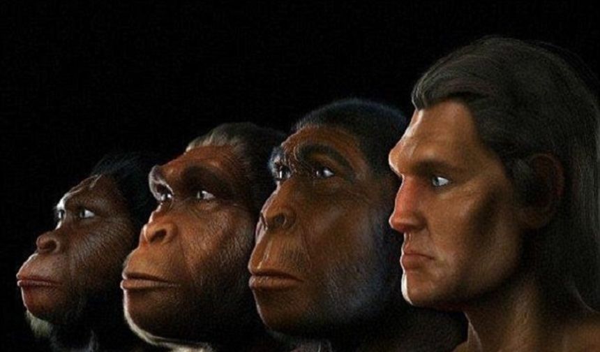 İnsanlar ve Maymunların Son Ortak Atası Neye Benziyordu?