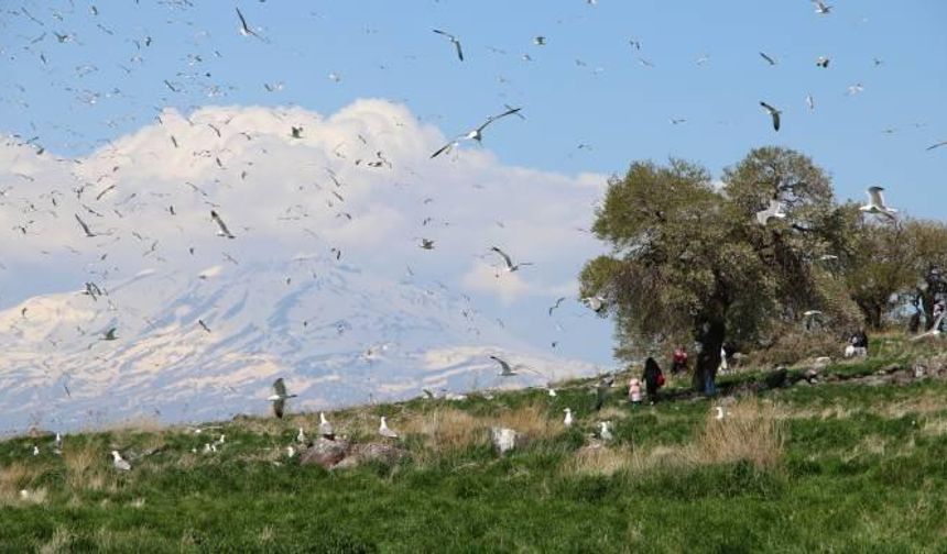 Van Çarpanak Adası'ndaki kuşlar turizm tehdidi altında: 'Ekolojik denge bozuluyor'