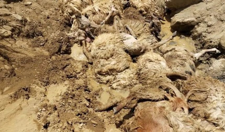Van'da uçuruma atlayan 28 koyun öldü