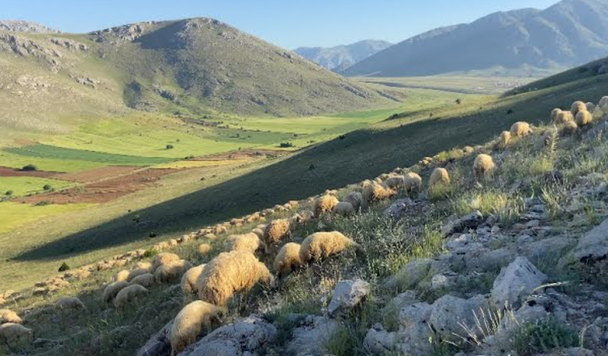 Başkale ilçesinde kurtların saldırdığı sürüdeki 120 koyun öldü