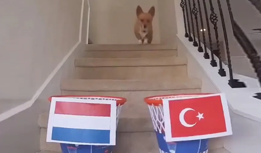 Maç skorlarını bilen kahin köpekten Türkiye-Hollanda maçının tahmini geldi!