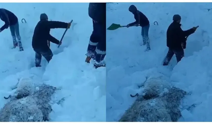 Gürpınar’da çığ felaketi: Onlarca hayvan telef oldu