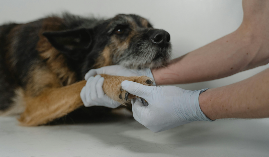 Nöbetçi Veteriner İstanbul: Travmada İlk Yardım Adımları