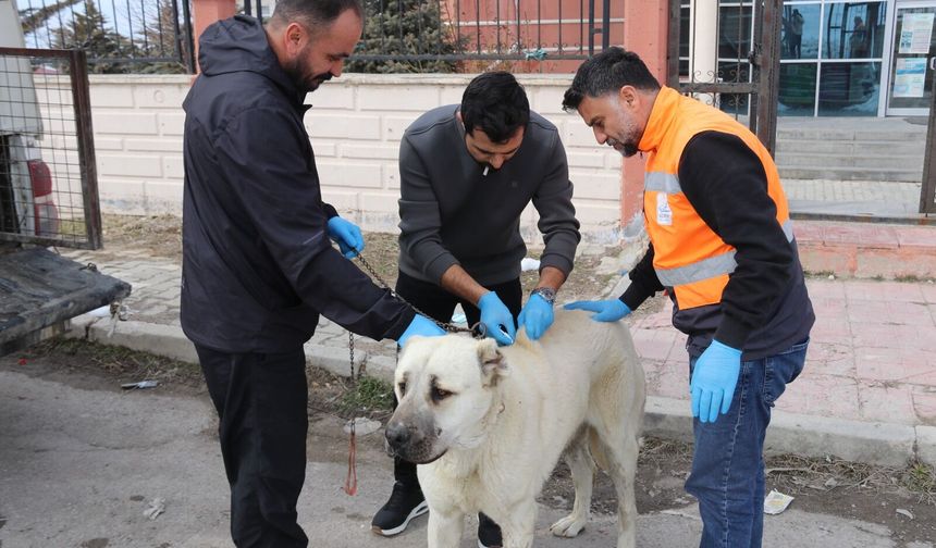 Edremit Belediyesi sahipsiz hayvanlar için sahiplendirme kampanyası başlattı