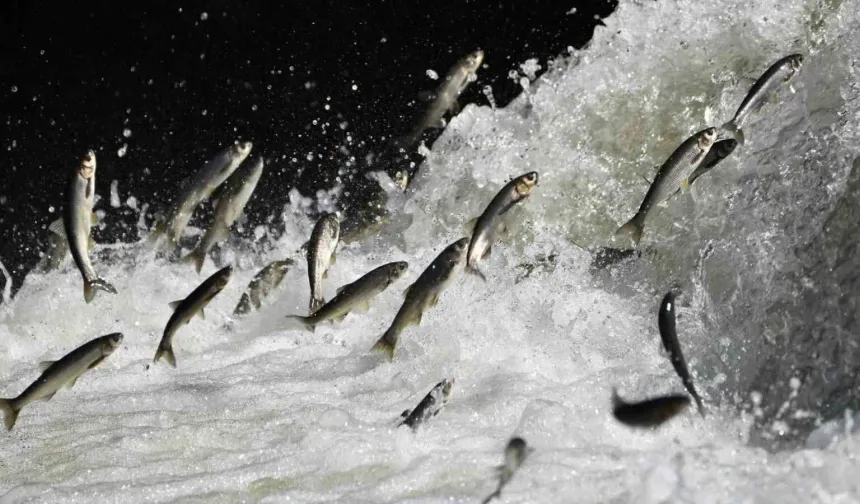 İnci kefalinin zorlu göçü başlıyor: Uzmanlardan kritik uyarı