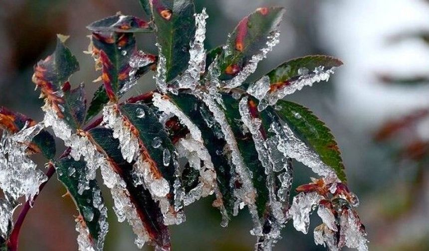 Tarım ve Orman Bakanlığı’ndan üreticilere uyarı: Olumsuz hava koşullarına karşı tedbir alın