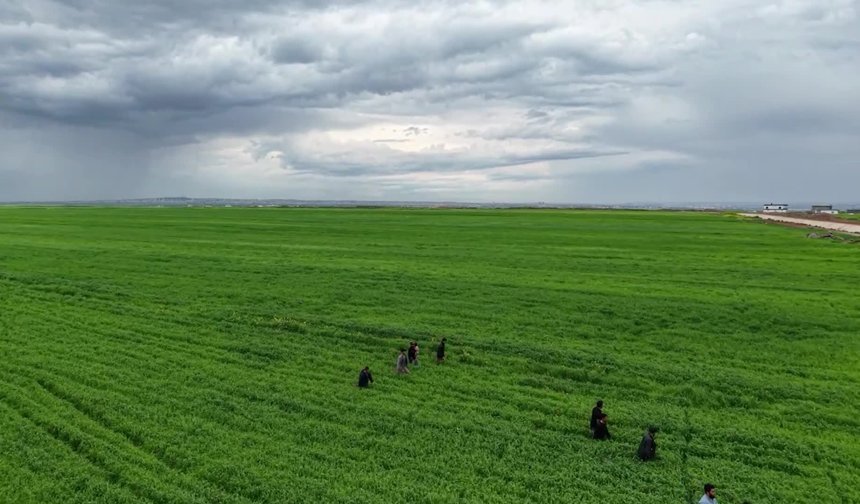 Diyarbakır'da kaybolan 3 yaşındaki çocuk tarlada uyurken bulundu