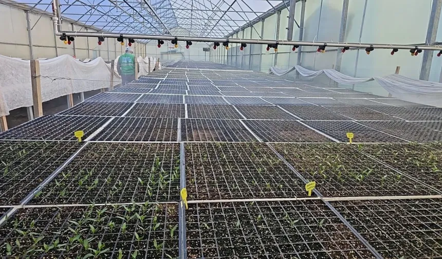 Edremit Belediyesi, yeşil alanlar için tohum üretimini artırıyor