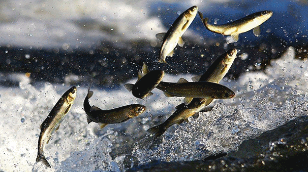 İnci kefali için av yasağı başladı: Kaçak avcılıkla mücadele edilmeli, su yönetimi oluşturulmalı