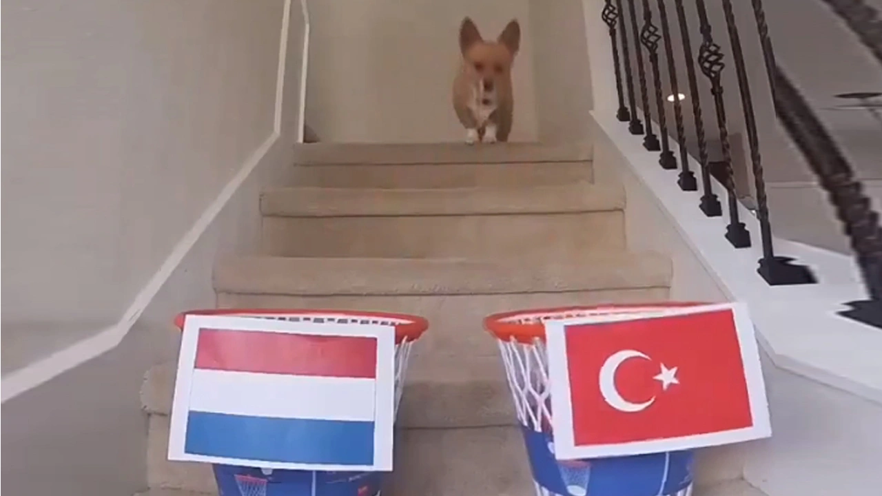 Maç skorlarını bilen kahin köpekten Türkiye-Hollanda maçının tahmini geldi!